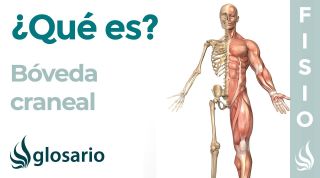 BÓVEDA CRANEAL | Qué es, ubicación, cuál es su función, qué estructuras alberga y lesiones