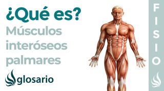 Músculo INTERÓSEOS PALMARES | Qué son, ubicación, origen, inserción, inervación y función