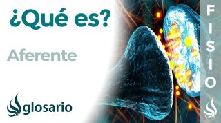 AFERENTE | Qué es, significado, cuál es su función en el cuerpo
