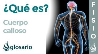 CUERPO CALLOSO | Qué es, ubicación, función y lesiones