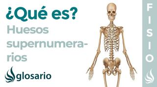 Huesos SUPERNUMERARIOS | Qué son, significado, dónde se encuentra, función y lesiones
