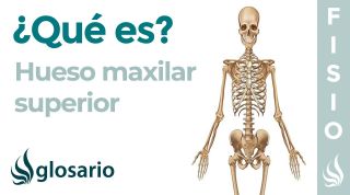 Hueso MAXILAR SUPERIOR | Qué es, cómo está formado, significado, ubicación, función y problemas
