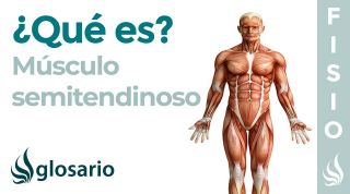 Músculo SEMITENDINOSO | Qué es, ubicación, cómo estirar y fortalecer, origen, inserción y función