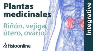 Todas las plantas medicinales para riñón-vejiga, útero y ovarios-próstata.