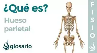 Hueso PARIETAL | Qué es, significado, dónde está, función y lesiones
