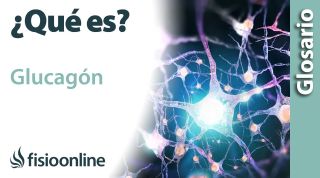 GLUCAGÓN | Qué es, qué órgano la segrega, efectos, en qué estructuras del cuerpo actúa