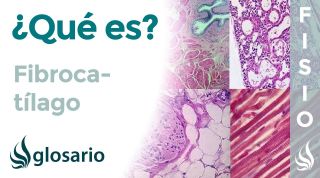 FIBROCARTÍLAGO | Qué es, componentes, ubicación y función