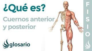 CUERNOS MENISCALES | Qué son, dónde se encuentran, cuál es su función y lesiones