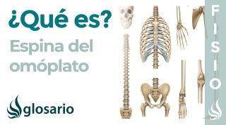 ESPINA DEL OMÓPLATO | Qué es, bordes, qué músculos se insertan y qué ocasiona dolor
