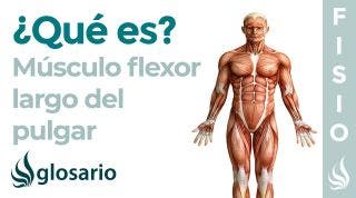 Músculo FLEXOR LARGO del PULGAR | Qué es, ubicación, origen, inserción, inervación y lesiones