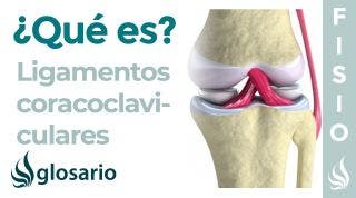 Ligamentos CORACOCLAVICULARES | Qué son, cuáles son, origen, inserción, función y lesiones