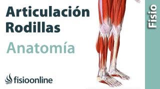 La rodilla  Anatomía, huesos, ligamentos, movimientos y articulaciones