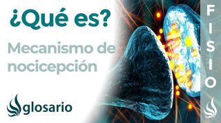 NOCICEPCIÓN | Qué es, función, cómo y cuándo se produce