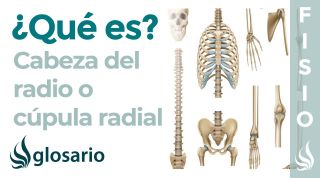 CABEZA DEL RADIO | Qué es, significado, ubicación, con qué se articula y lesiones
