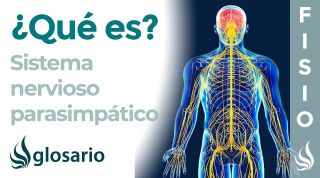 SISTEMA NERVIOSO PARASIMPÁTICO | Qué es, cómo funciona, partes, qué controla y lesiones