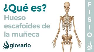Hueso ESCAFOIDES de la muñeca | Qué es, significado, dónde está, función y qué le causa dolor
