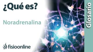 NORADRENALINA | Qué es, qué órgano la segrega, efectos, en qué estructuras del cuerpo actúa