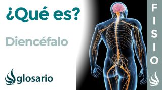 DIENCÉFALO | Qué es, ubicación, partes, cuál es su función y sus lesiones