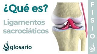 Ligamentos SACROCIÁTICOS | Qué son, ubicación, origen, inserción y función