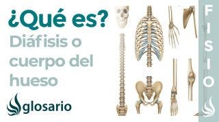 DIÁFISIS | Qué es, significado, dónde se encuentra, función y fractura