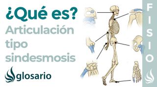 Articulación SINDESMOSIS | Qué son, ubicación, cuántas hay en el cuerpo y función