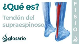 TENDÓN del SUPRAESPINOSO | Qué es, origen, inserción, cómo localizarlo y lesiones