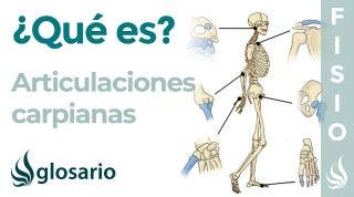 ARTICULACIONES CARPIANAS | Qué son, tipo de articulación, partes y movimientos