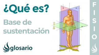 BASE de SUSTENTACIÓN | Qué es, qué estructuras están involucradas y por qué se produce