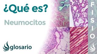NEUMOCITOS | Qué son, significado, tipos, función y enfermedades