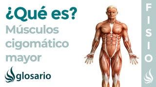 Músculo CIGOMÁTICO MAYOR | Qué es, ubicación, origen, inserción, inervación y función