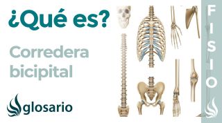 CORREDERA BICIPITAL | Qué es, significado, dónde está, qué estructuras pasan por allí y lesiones