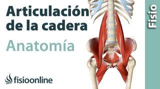 Cadera. Anatomía, huesos, ligamentos, movimientos y articulaciones