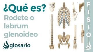RODETE GLENOIDEO | Qué es, significado, ubicación, función y lesiones