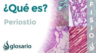 PERIOSTIO | Qué es, significado, ubicación, cómo se forma y función