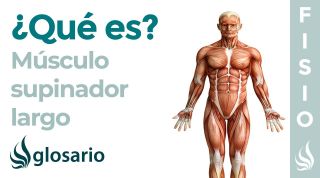 Músculo SUPINADOR LARGO | Qué es, ubicación, origen, inserción y lesiones