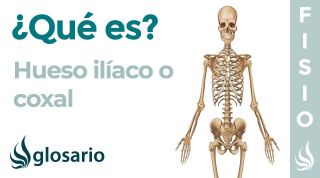 Hueso ILÍACO | Qué es, cómo está formado, qué significa, ubicación, función y por qué duele