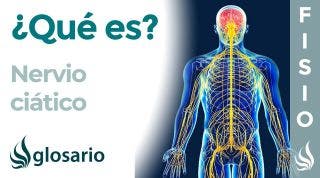 NERVIO CIÁTICO | Qué es, ubicación, dónde se origina,  ramificaciones, qué zonas inerva y lesiones