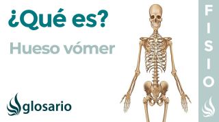 Hueso VÓMER | Qué es, significado, dónde está, función y alteraciones