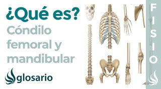 CÓNDILO | Qué es, significado, dónde está, función, lesiones del cóndilo femoral y de la mandíbula