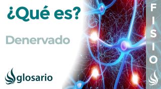 DENERVADO | Qué es, significado y para qué se usa en anatomía