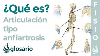 Articulación ANFIARTROSIS | Qué es, etimología, ubicación y movimientos