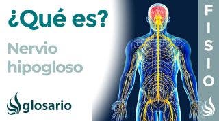 NERVIO HIPOGLOSO | Qué es, dónde se origina, recorrido, ramificaciones, qué zonas inerva y lesiones