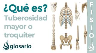 TUBEROSIDAD MAYOR | Qué es, músculos que se insertan, función y lesiones