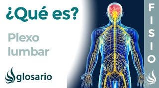 PLEXO LUMBAR | Qué es, ubicación, dónde se origina y termina, ramificaciones, inervación y lesiones