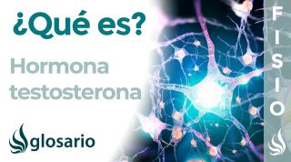TESTOSTERONA | Qué es, qué la segrega, efectos, dónde actúa y a qué se deben sus alteraciones