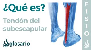 TENDÓN del SUBESCAPULAR | Qué es, ubicación, función y lesiones