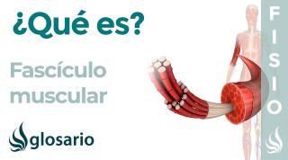 FASCÍCULO MUSCULAR | Qué es, dónde se encuentra, componentes y cuál es su función