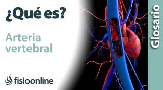 ARTERIA VERTEBRAL | Qué es, ubicación, recorrido, ramificaciones y lesiones