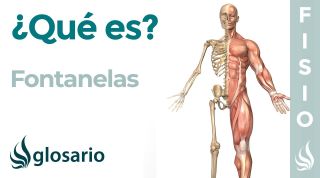 FONTANELAS | Qué son, ubicación, función y lesiones