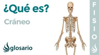 Hueso CRÁNEO | Qué es, significado, dónde está, función y lesiones
